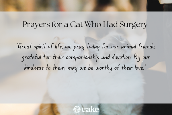 Prayers for a cat who had surgery